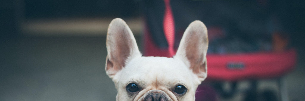 French Bulldog Ears