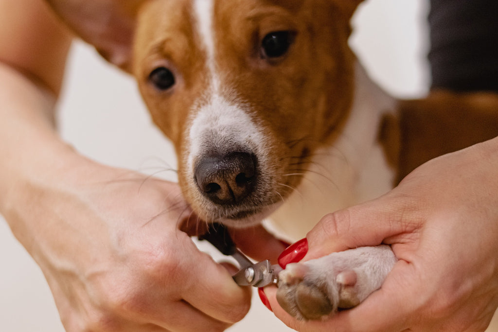 Nail Clip demonstrated on a Basenji dog