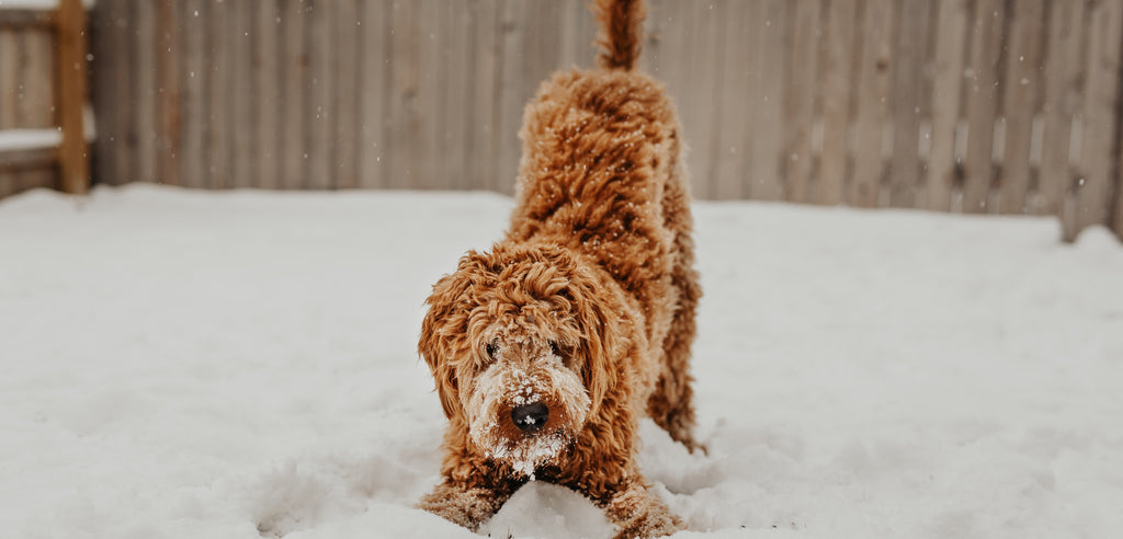 Labradoodle playing in the snow, dog is play bowing to the camera with snow on his face. Brown fence in the background. Dog is a caramel/apricot brown/red colour.