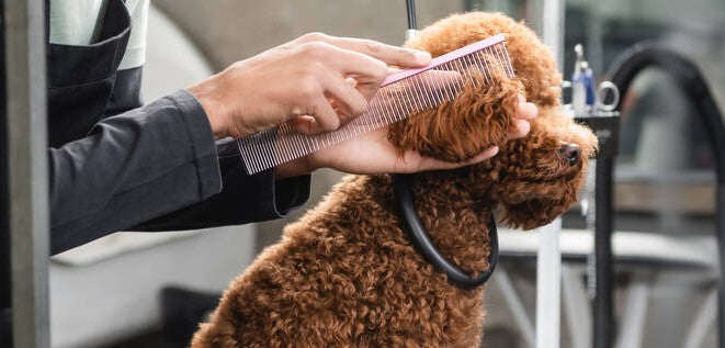 Poodle Dog Grooming brushing ear with poodle greyhound comb 