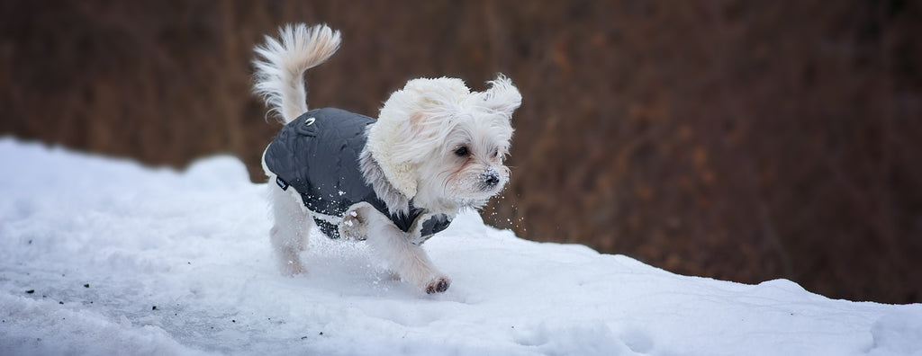Small white dog with blue jacket walking in snow. Brown trees can be seen blurred in the background.