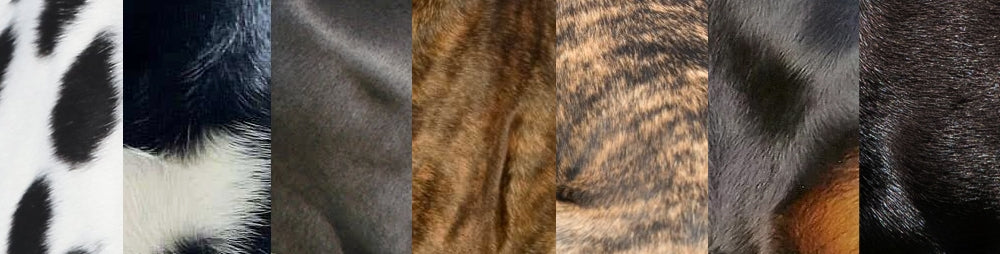 photos of smooth coat dog breeds