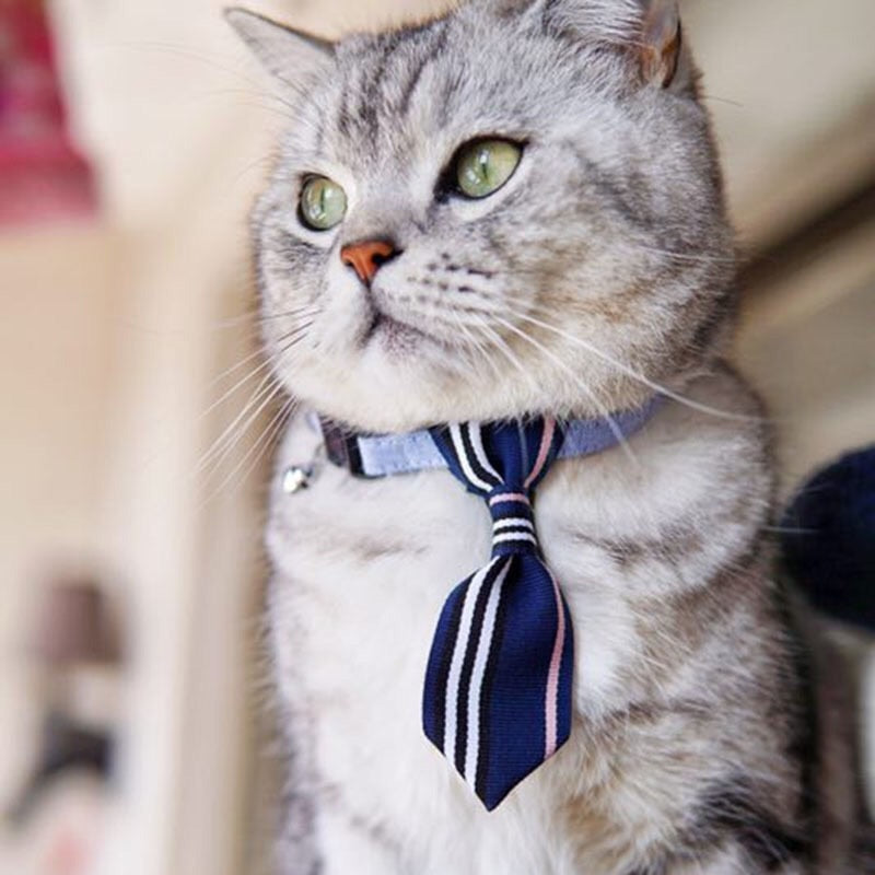 business cat tie collar