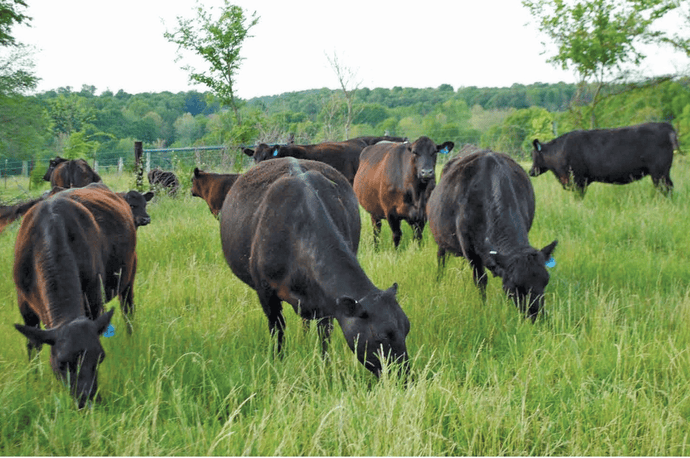 Food for Thought: Are Cattle Ruining the Environment?