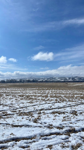 Pasture with snowcapped mountains in the background