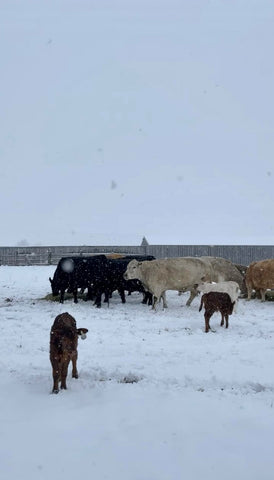 Little Creek cattle and calves on pasture in the snow