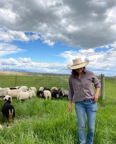 Icelandic sheep on lush green pasture at Little Creek in Townsend, Montana