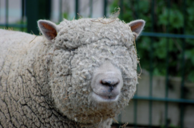A sheep with "wool blindness"