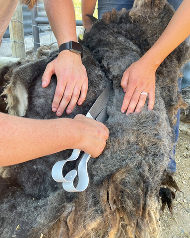 An example of hand shearing an Icelandic sheep 