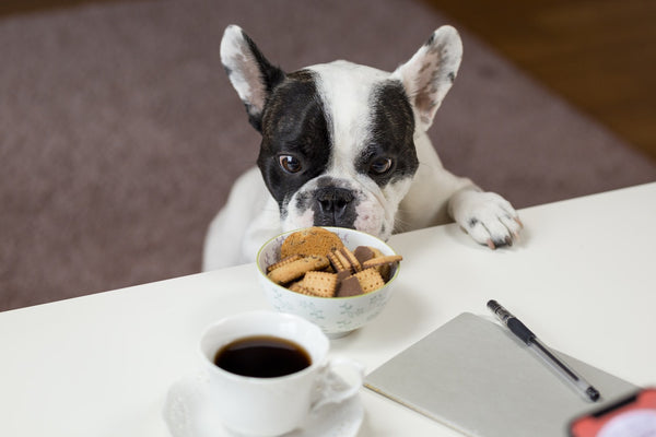 Black-and-white-bulldog-with-snacks