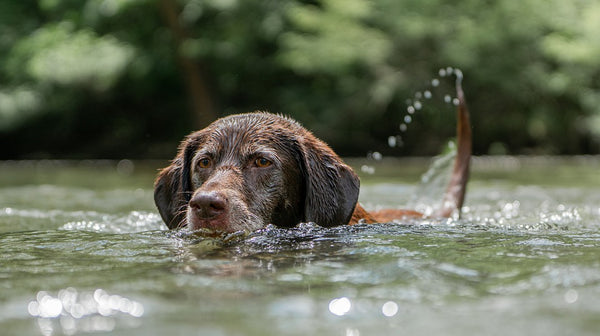 Black-dog-in-water