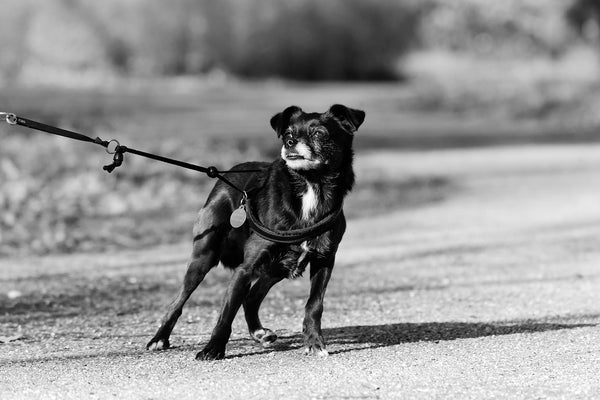 Black-dog-on-a-leash
