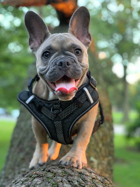 Bulldog-wearing-a-harness