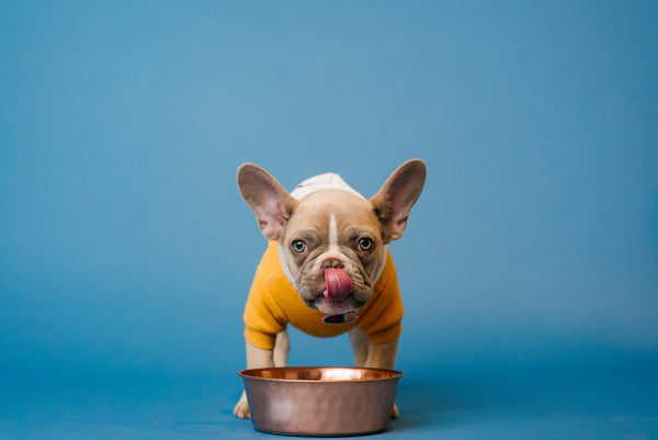 Bulldog-with-a-dog-bowl