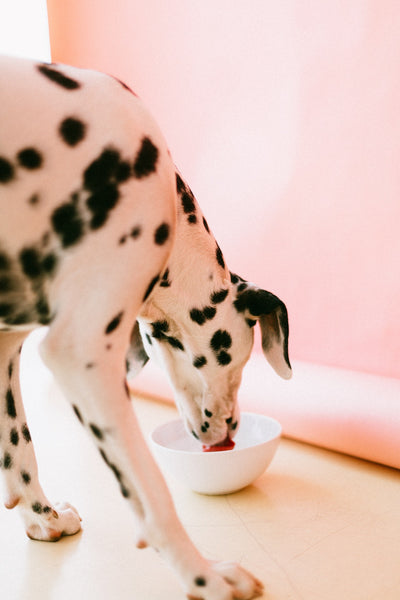 Dalmatian-dog-drinking-on-bowl