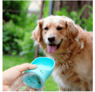 Dog-and-waterbottle