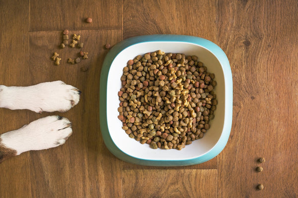 Dog-food-in-bowl