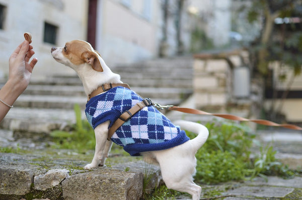 Dog-in-a-blue-and-white-jacket