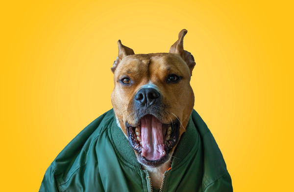 Dog-in-green-jacket