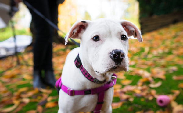 Dog-on-pink-leash