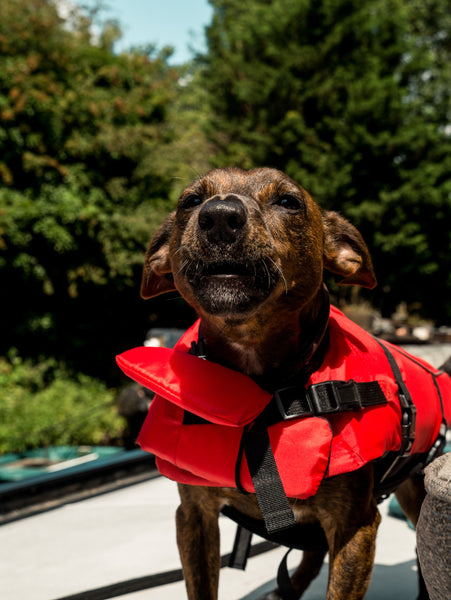 Dog-in-red-jacket