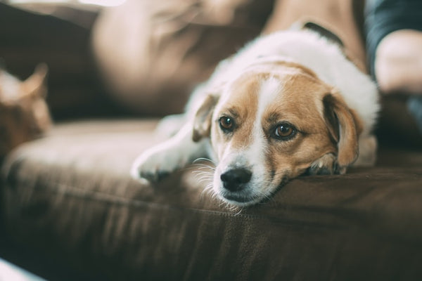 Dog-lying-down-on-a-couch