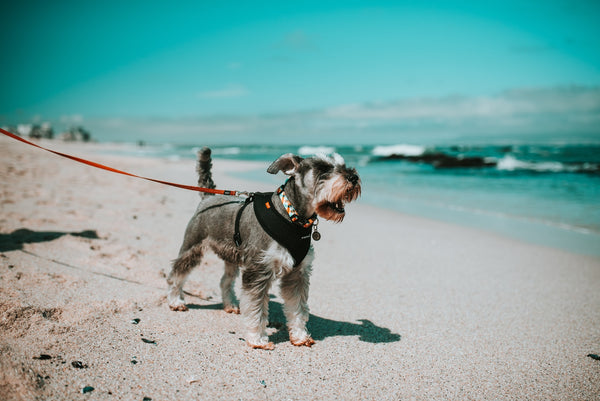 Dog-on-a-beach