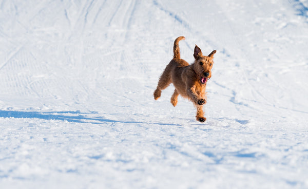 Dog-running-in-snow