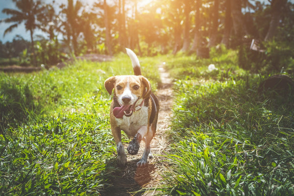 Dog-running-on-grass-field