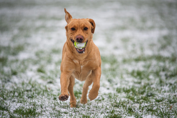 Dog-running