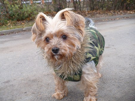 Dog-wearing-camouflage-jacket