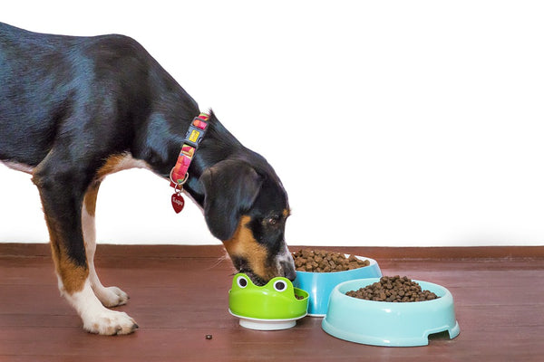 Dog-with-2-food-bowls