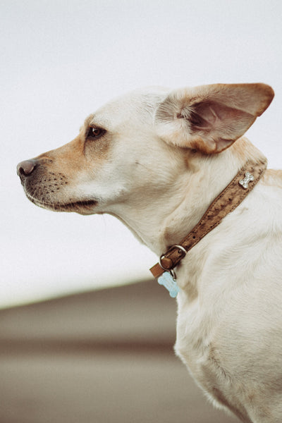 Dog-with-a-neck-collar