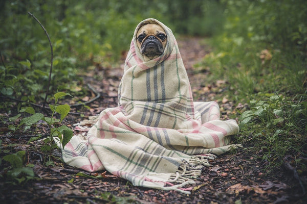 Dog-wrapped-in-blanket