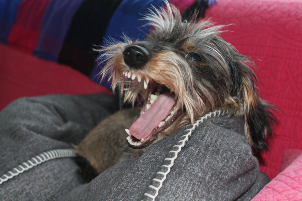 Dog-yawning