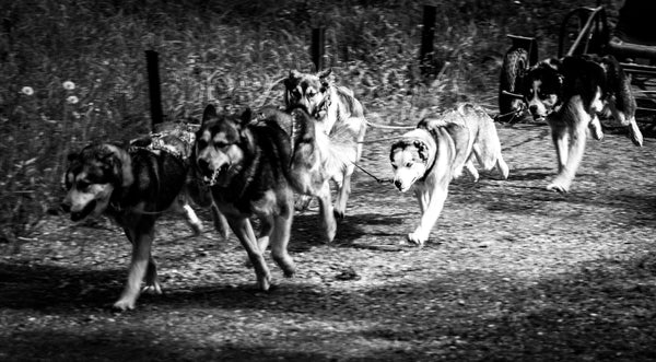 Dogs-running