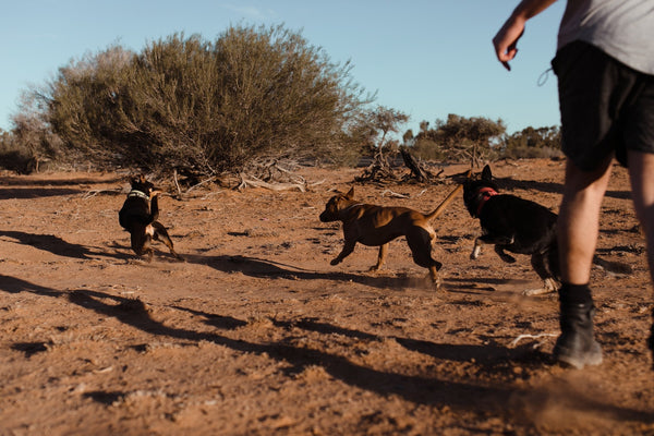 Dogs-running