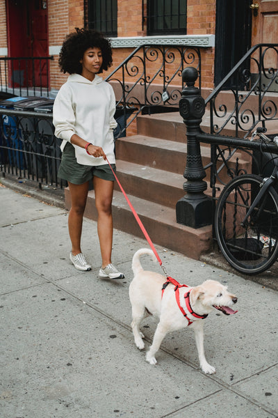 Lady-walking-with-a-dog