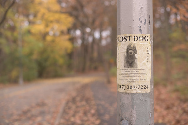 Lost-dog-post