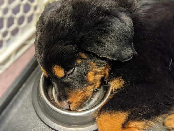 Puppy-with-a-bowl