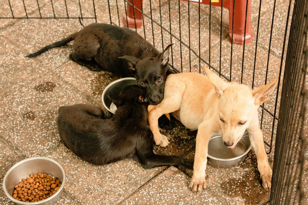 Three-dogs-with-food-bowls