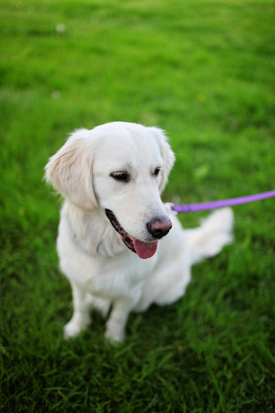 White-dog-on-a-purple-leash