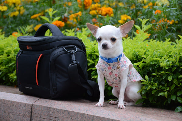 White-dog-sitting-beside-a-bag