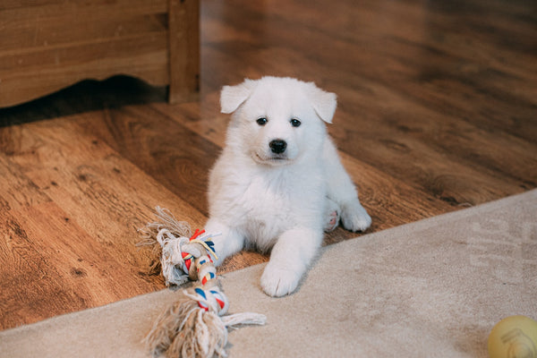 White-dog-with-a-toy