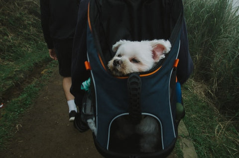 A white Dog inside of a backpack carried by a human on a mountain