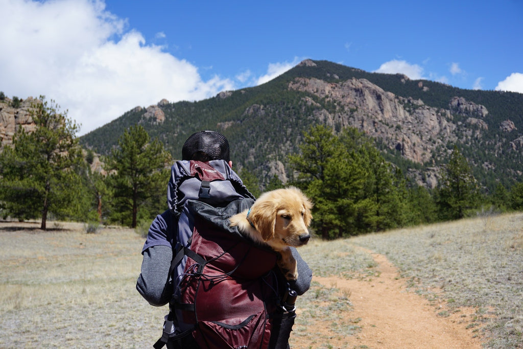 A person has a backpack with a labrador dog inside. They are going to hike on a mountain.