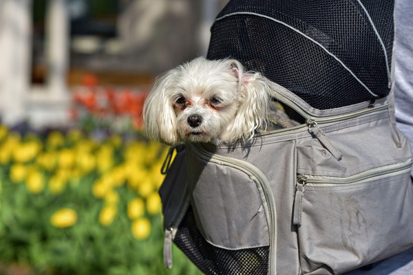 A little dog being carried in a dog backpack