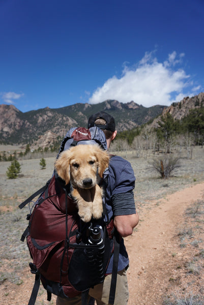 Man carrying red and black backpack with yellow labrador retriever