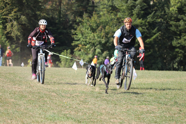 Race dogs with owners bicycling