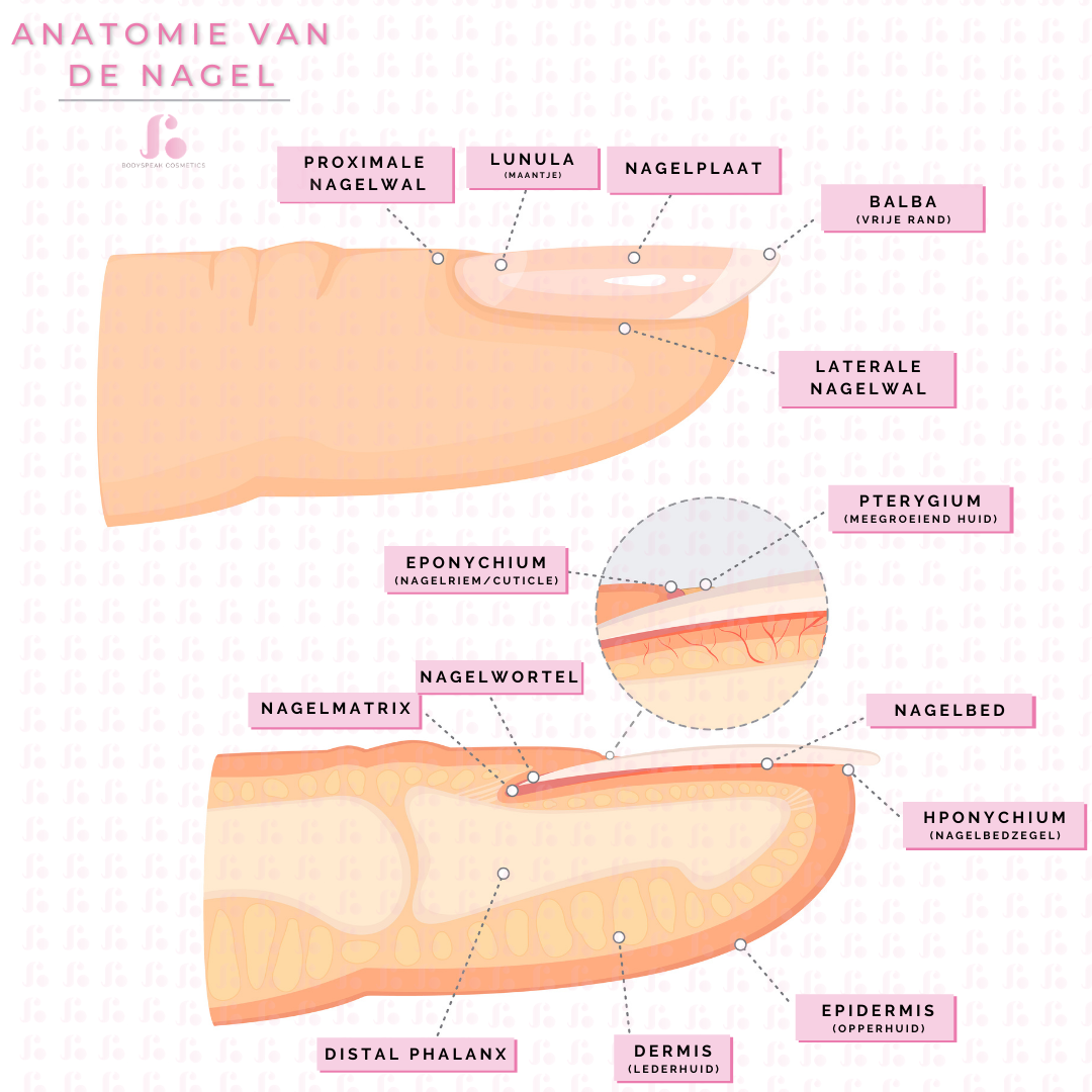 Anatomie van de nagel simpel uitgelegd